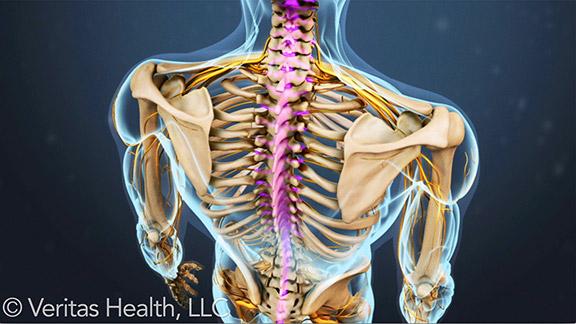 All About Upper Back Pain Spine-health
